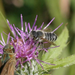 Megachile tsurugensis