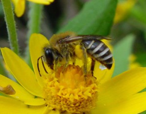 Colletes patellatus