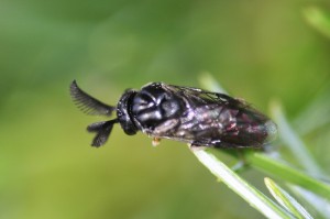 Diprionidae gen. sp.