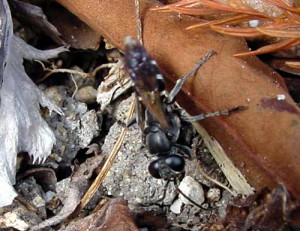 Larridae gen. sp.