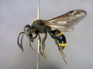 Ancistrocerus melanocerus