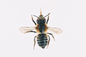 Megachile nipponica nipponica