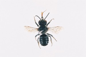 Megachile tsurugensis