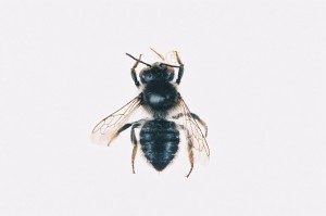 Megachile tsurugensis