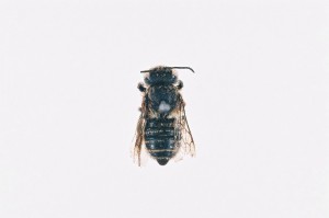 Megachile yasumatsui