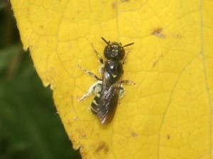 Ceratina flavipes