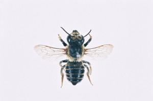 Megachile remota sakagamii