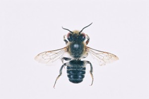 Megachile humilis