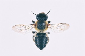 Megachile humilis