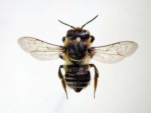 Megachile nipponica nipponica