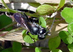 Larridae gen. sp.