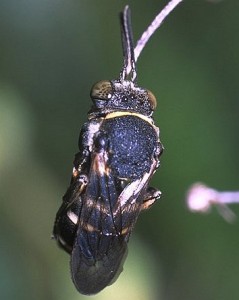 Epeolus japonicus