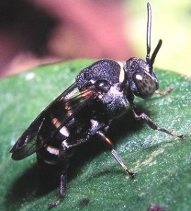 Epeolus japonicus