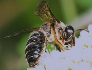 Andrena japonica