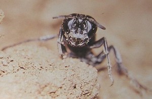 Larridae gen. sp.