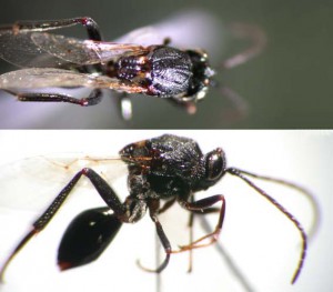 Figitidae gen. sp.