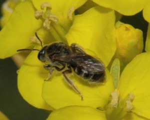 Lasioglossum sp.