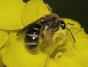 Lasioglossum sp.