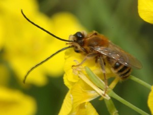 Eucera nipponensis