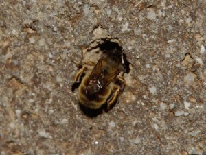 Anthophora plumipes villosula