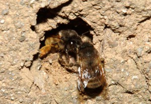 Anthophora plumipes villosula