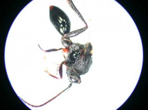 Figitidae gen. sp.