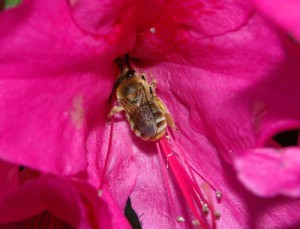 Eucera nipponensis