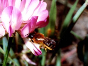 Osmia jacoti