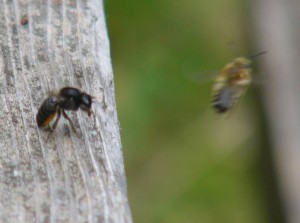 Megachile sumizome