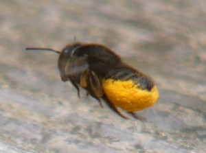 Megachile sumizome