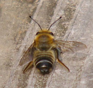 Megachile sumizome