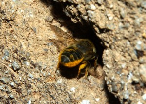 Megachile tsurugensis