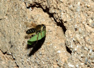 Megachile tsurugensis