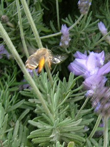 Eucera nipponensis