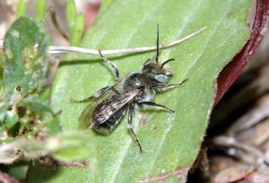 Osmia orientalis