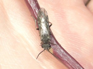 Dolerus sp.