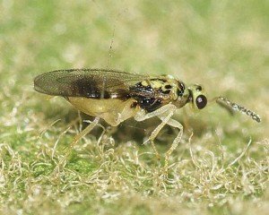 Euplectromorpha nigromaculatus