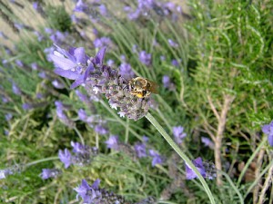 Eucera nipponensis