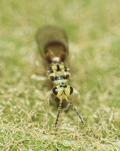 Euplectromorpha nigromaculatus