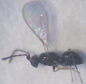 Hymenoptera sp.