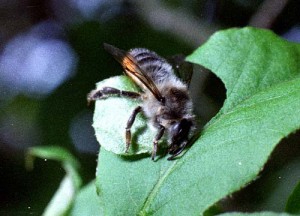 Megachile japonica