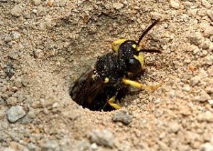 Cerceris hortivaga