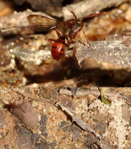 Nomada sp.