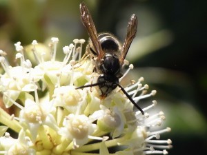 Vespula flaviceps