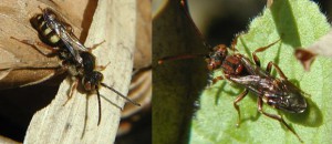 Nomada sp.