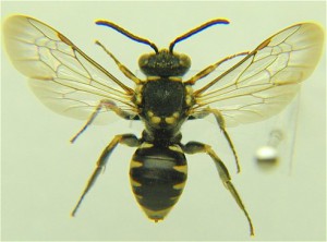 Nomada sp.