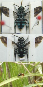 Thyreus centrimacula