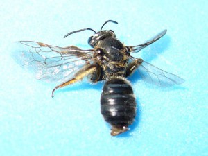 Lasioglossum nipponicola
