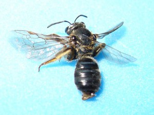 Lasioglossum nipponicola