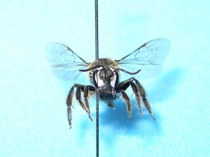 Lasioglossum nipponicola